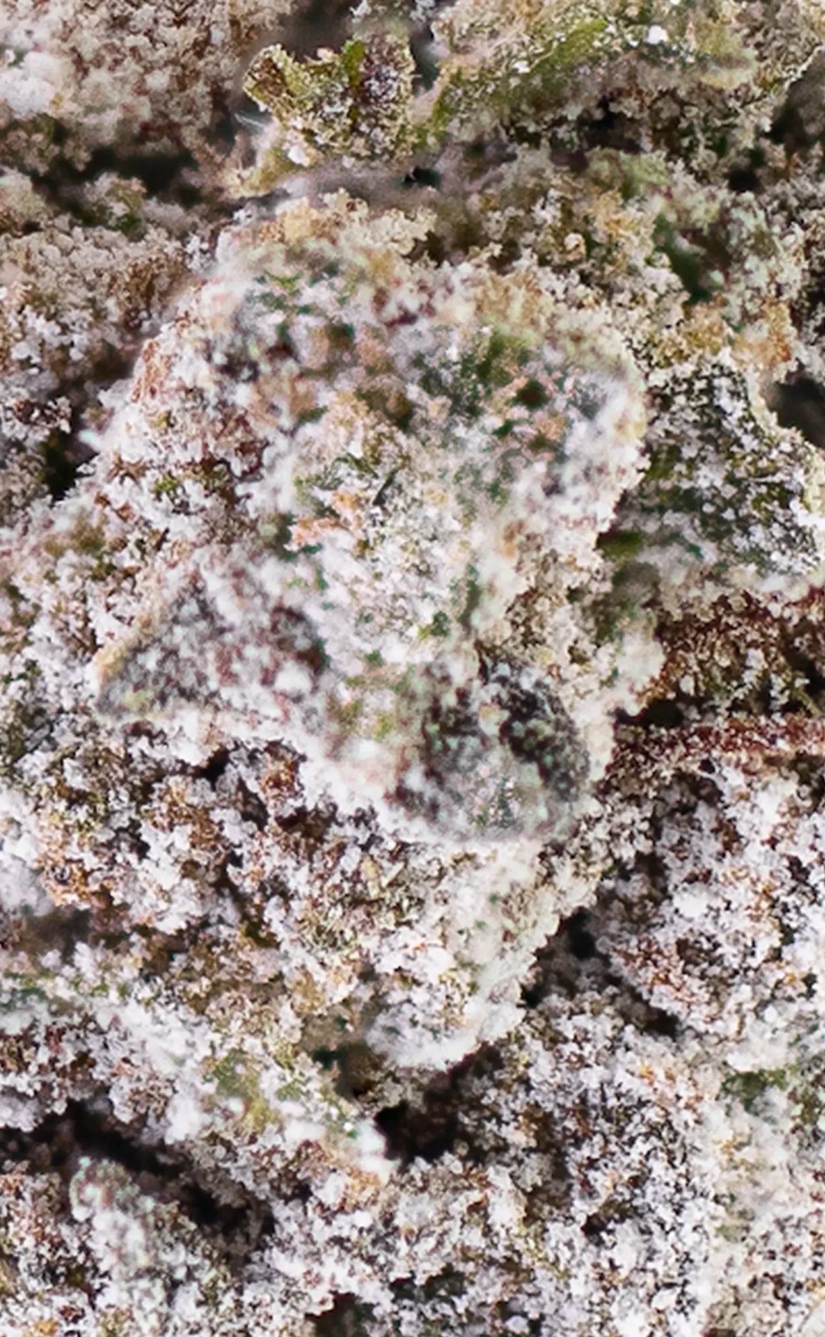 infiorescenza di cannabis thca, primo piano