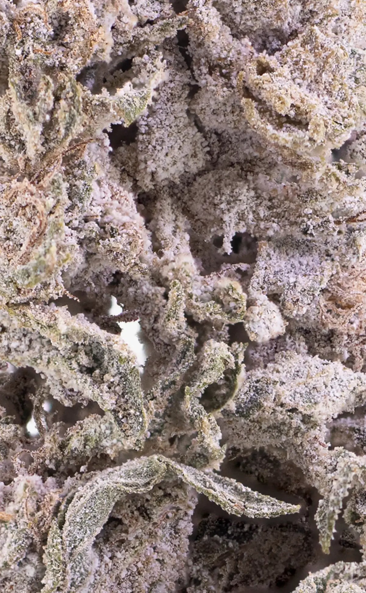 infiorescenza di cannabis herbz thca polar pineapple, primo piano macro
