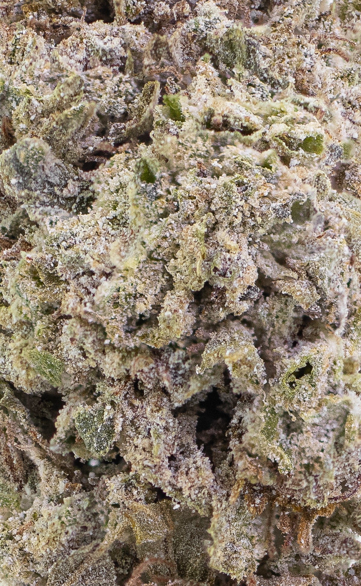 Lemon Haze | 23% THCA