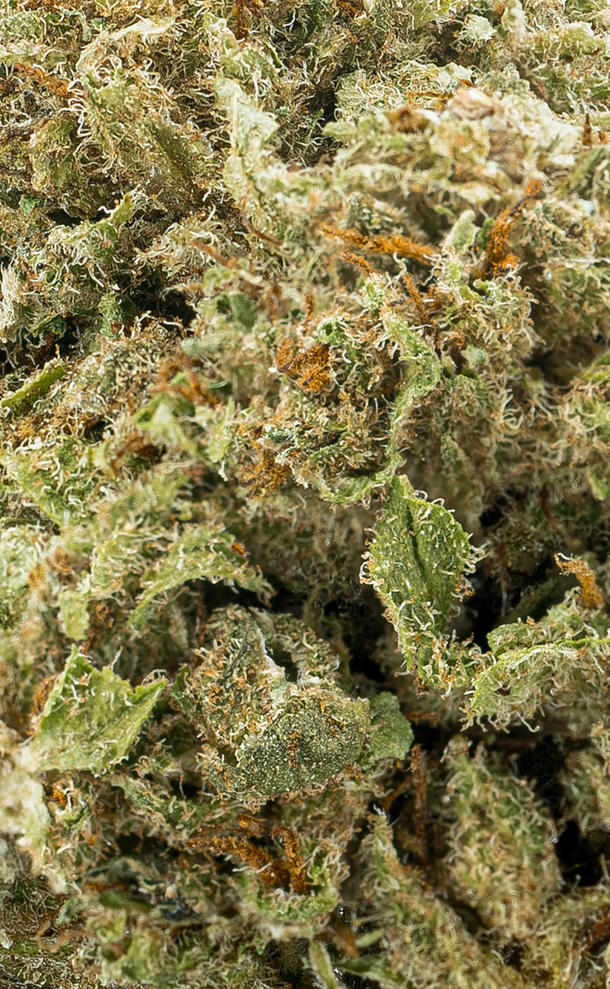 Zkittlez | 16% CBD - herbz.dk herbz.dk 1 g Infiorescenze CBD - cannabis legale